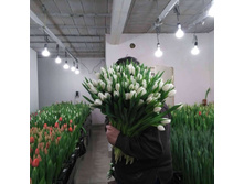 IMG 20200130 152028 541.jpg