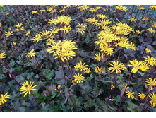 ��������� ������ �������.jpg