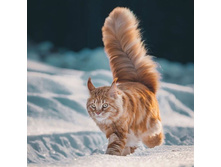 ��� ������ �� ������