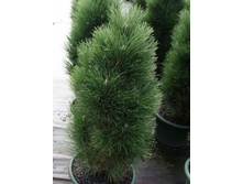 ����� Pinus nigra Green Tawer C5 50-60�� Cieplucha= 21,17-.jpg