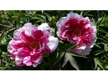 ��� ���.jpg