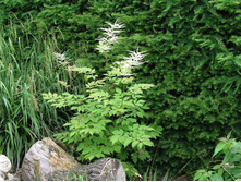 �������� ����������*