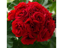 ������� ����������,(��������� ��� �������� �����)