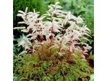 ������� �������*