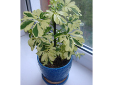 ������� ����� - 300 ���.