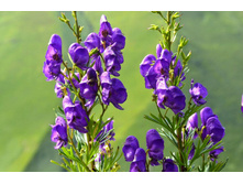 ������ �����*