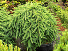 Picea (���) abies Frohburg �10 80-100= 38,56 ����