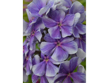 �������*