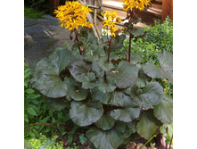 ���������*