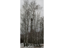 IMG 20200229 122418.jpg