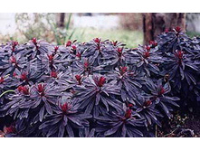 ������� ���������� ��������.jpeg