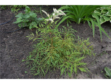 ������� ������*