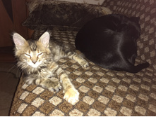 ���� 2.5 ���