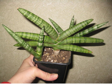 ����������� (��������������)