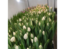 IMG 20200130 152028 543.jpg