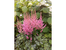 Vision in Pink .������� �������� �������������� ����� �������� , � ��������� �������� ����������� - 100�.