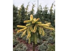 Picea (���) abies Gold Drift C5 PA 120-140 d 25-35 ������������= 2461-.jpg