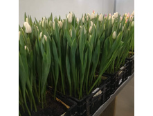 IMG 20200130 152028 542.jpg