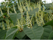 ������� �����������*