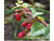Fuchsia magellanica var. globosa. ����- �������� - �� 100�.jpg