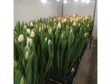 IMG 20200130 152028 544.jpg