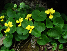 Viola caucasica.jpg
