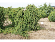 Picea (���) abies Frohburg --.jpg