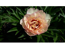 ������ ������.jpg