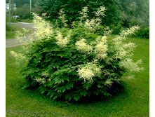 ������� ���������*