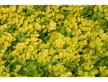 ��������� ���. ����������*