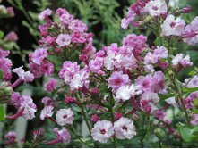 Sneeweischen und Rosenrot1.jpg