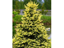 ��� Picea pungens Spring Sunrise C25 110-130 Kaluzinscy= 70,6-.jpg