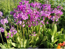 ������� ����.jpg