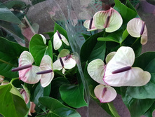 �������� ���� ����� ������