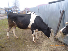 ������ ����