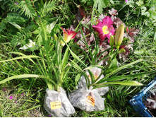 ������ ����������� ��������� .......