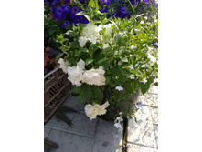 ������������ ������� Tumbelina Diana.jpg