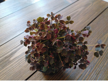 �xalis vulcanicola Burgundy.jpg