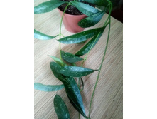Griffithii Silver.