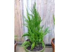 ��������� ������������� ( Asparagus pyramidalis)- 400 - 450 ���