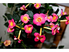 Tachity Sunset -180 ���.