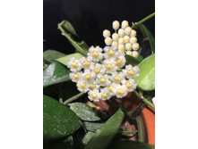 ���� ������ ��������