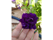 ����������� Tumbelina Belinda.jpg