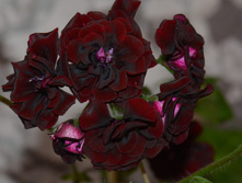 ������������ ���������� Royal Black Rose
