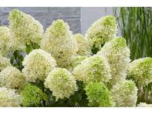 �������� (����� 20�)*