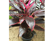 ��������� ���� ����� - 450 ���