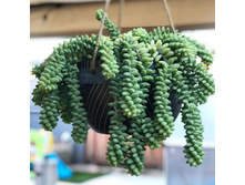 ����� ������� (Sedum morganianum) - 400 ���.