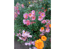 IMG 20190817 130327.jpg