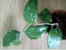 sp. (IML-1508) beautiful splash leaves ���-832