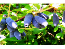 ��������� �������� ���� ������������� �2  283�